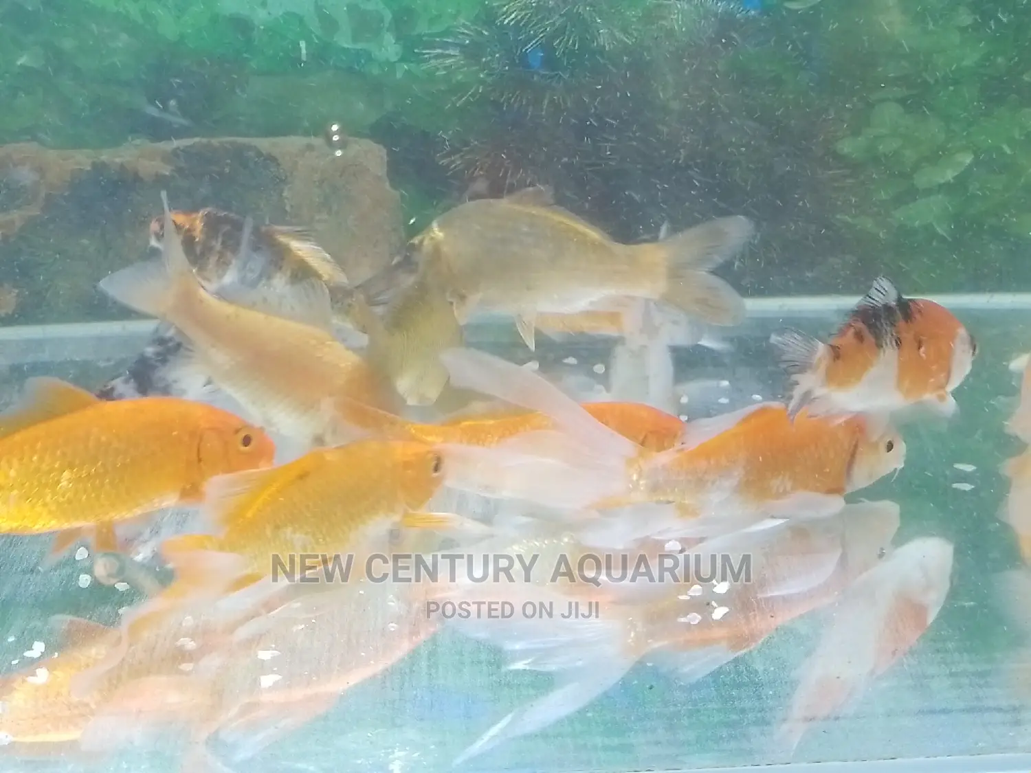 Gold Fishes and Koi