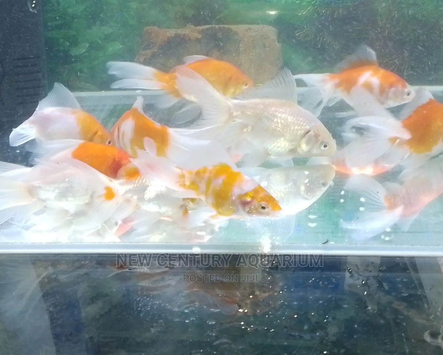 Gold Fish Fancy Tails