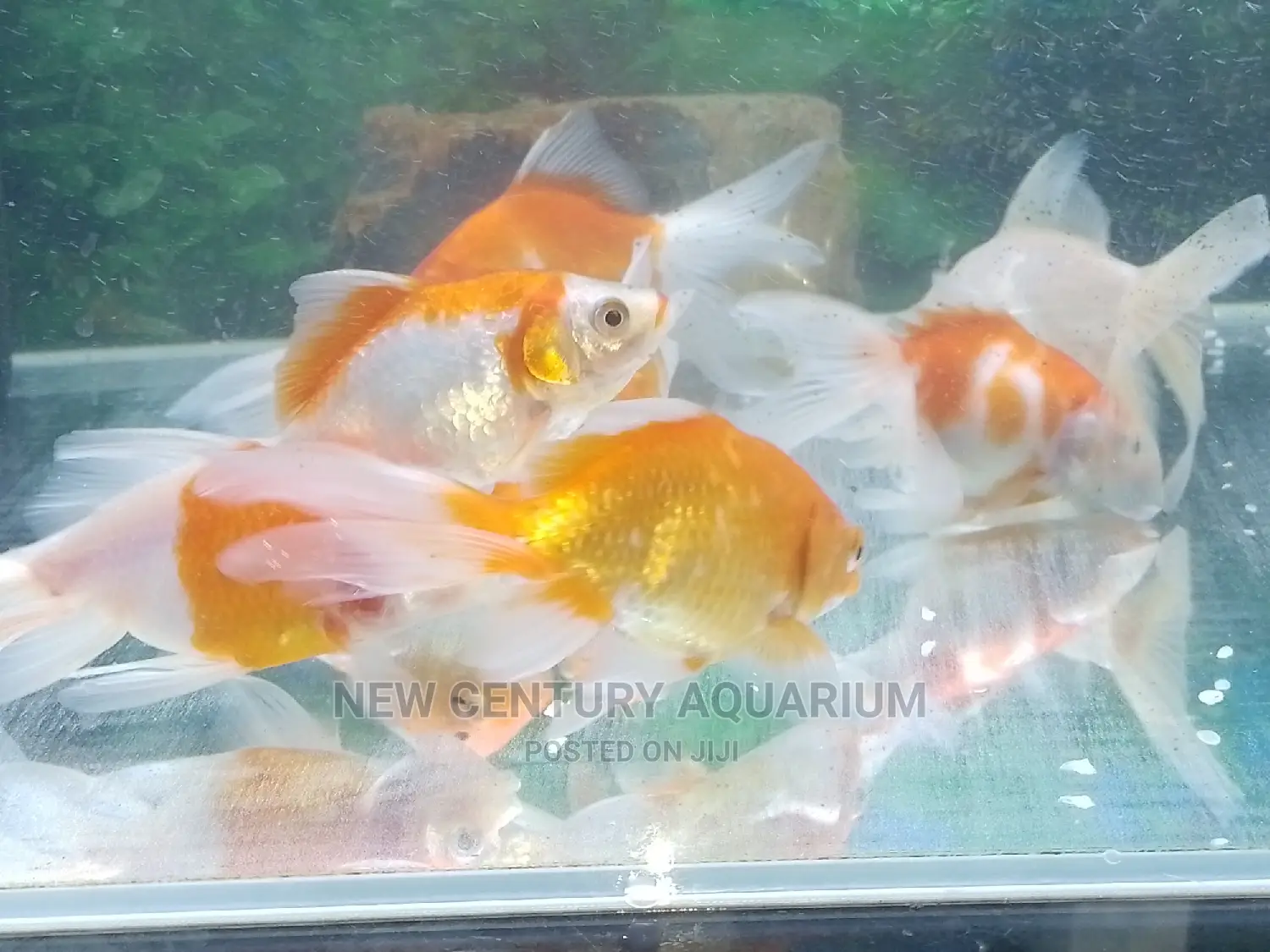 Gold Fish Fancy Tails