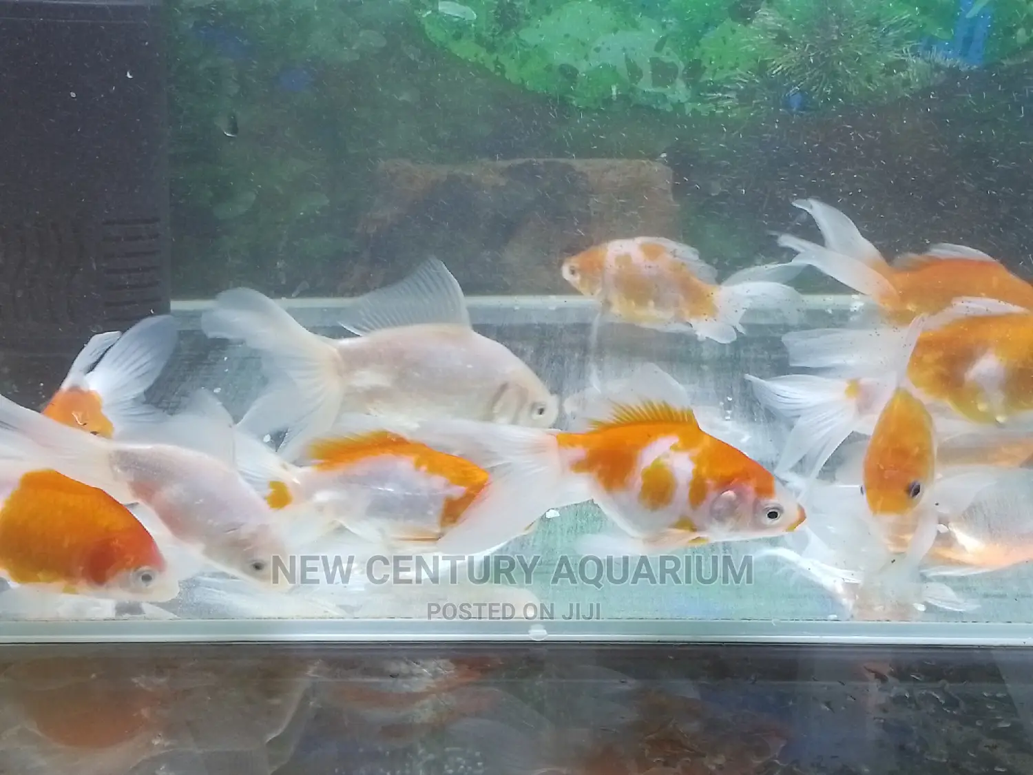 Gold Fish Fancy Tails