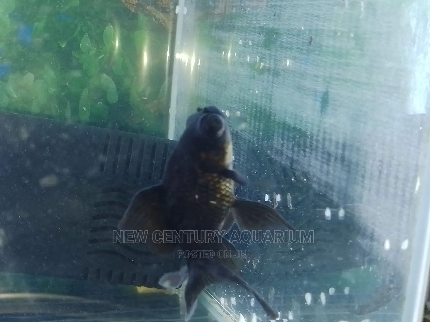 Blackmoore Aquarium Fish