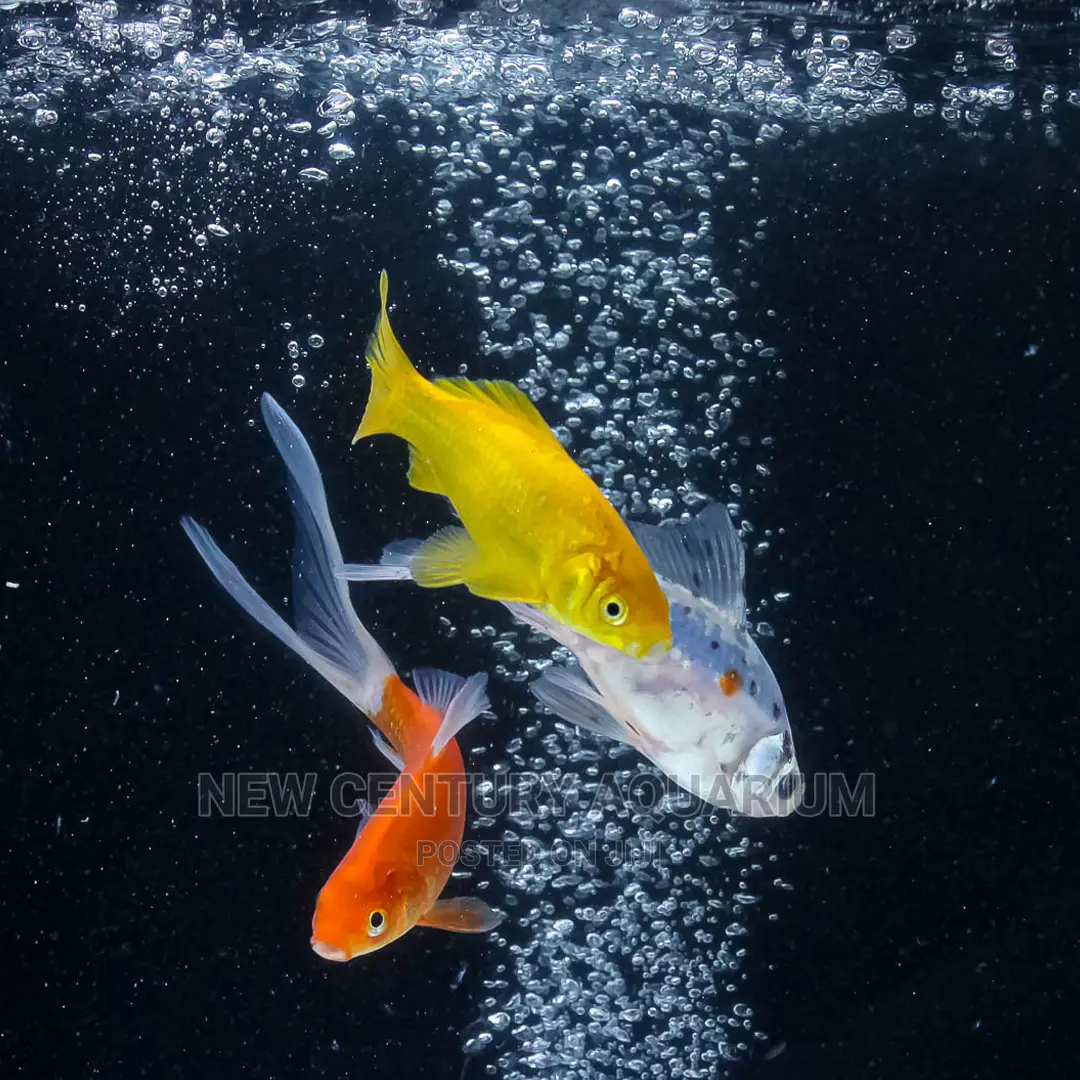 70 Cedis Gold Fish and Koi
