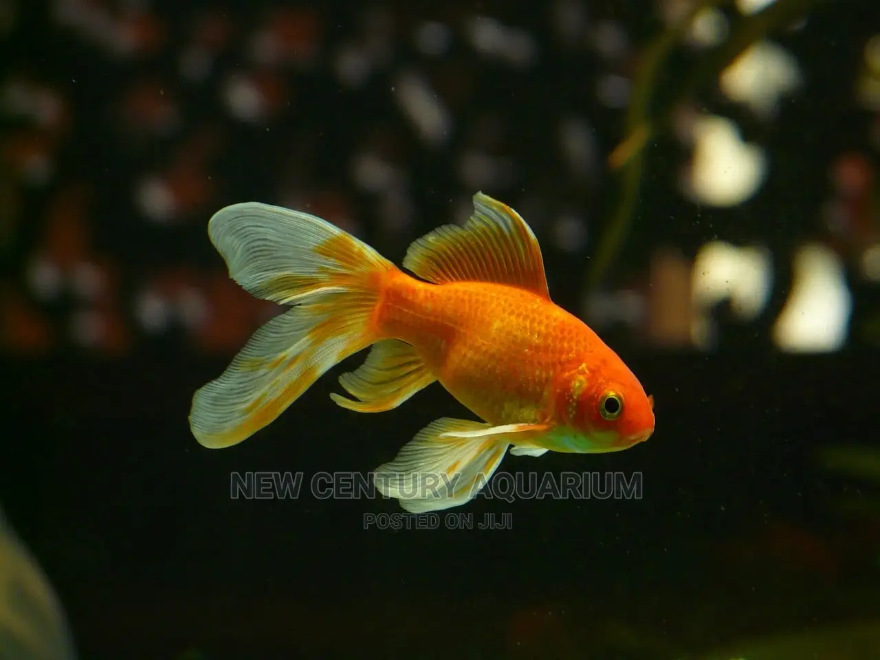 Gold Fish Fancy Tails