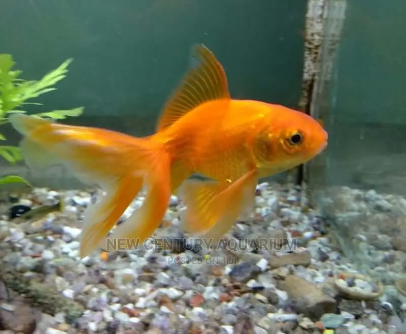 Gold Fish Fancy Tails