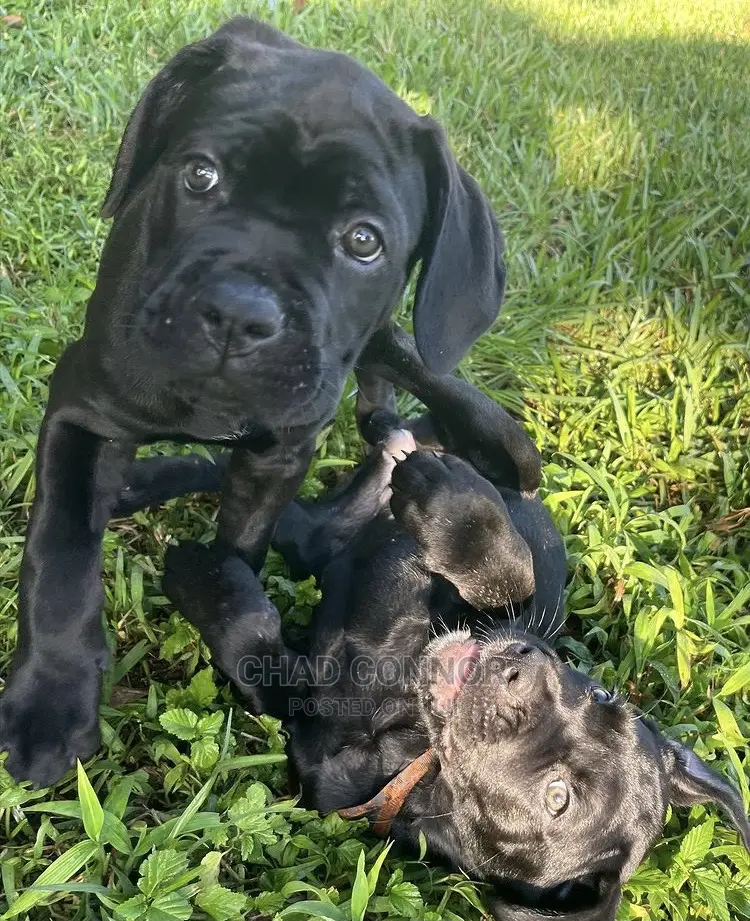 1-3 months Male Purebred Cane Corso