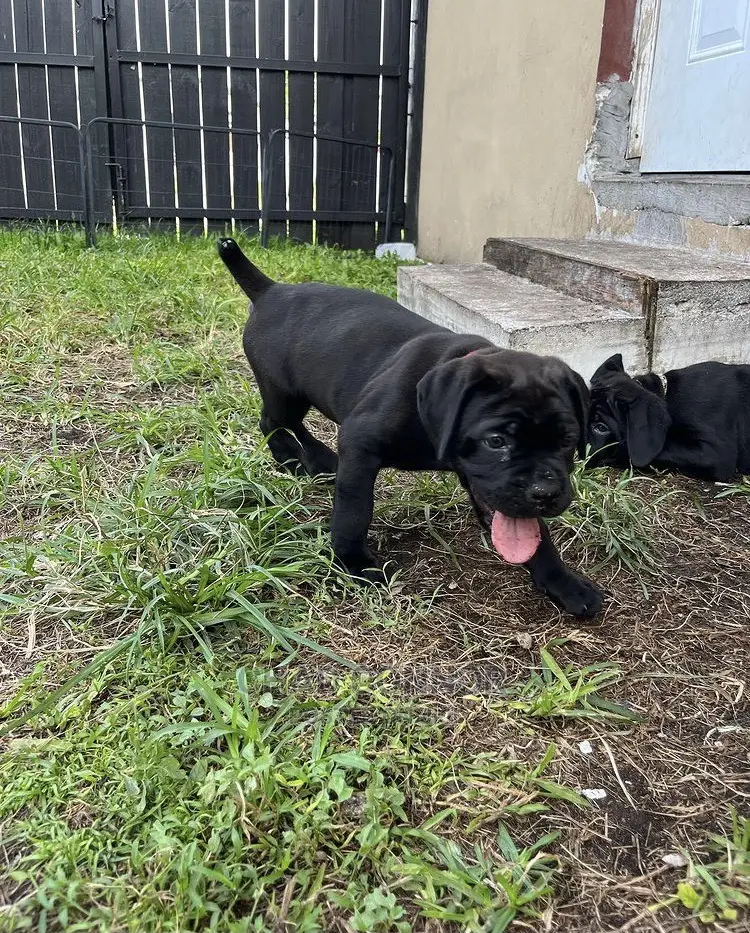 1-3 months Male Purebred Cane Corso