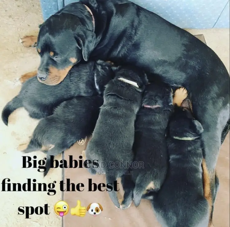 1-3 months Male Purebred Rottweiler
