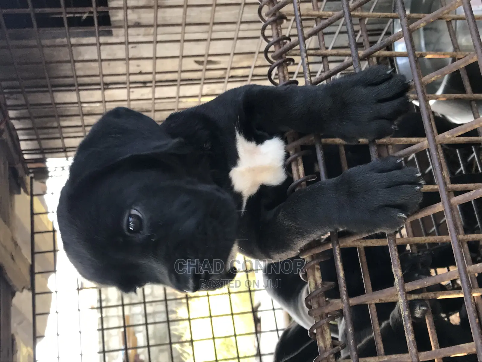 1-3 months Female Purebred Cane Corso