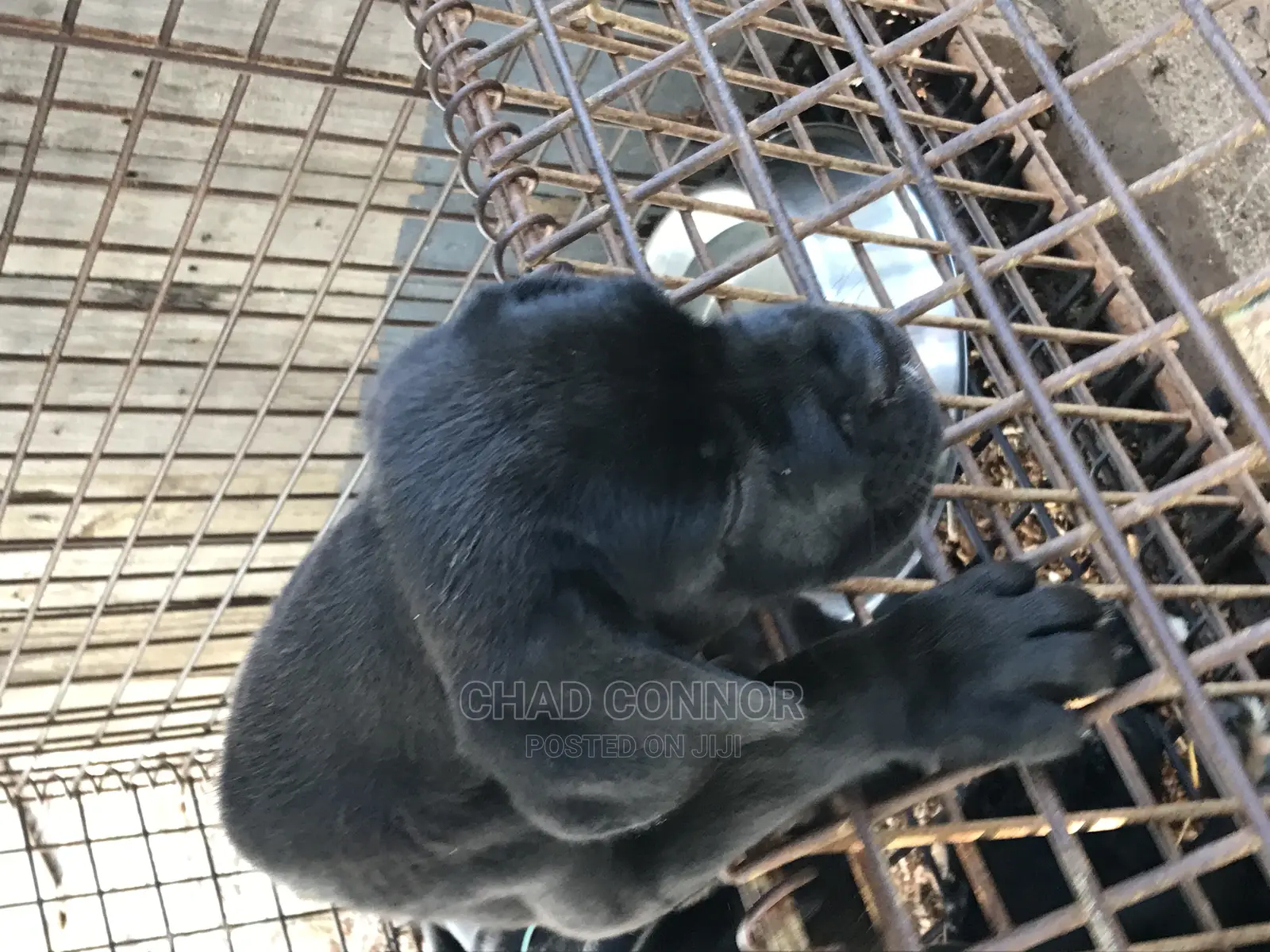 1-3 months Female Purebred Cane Corso