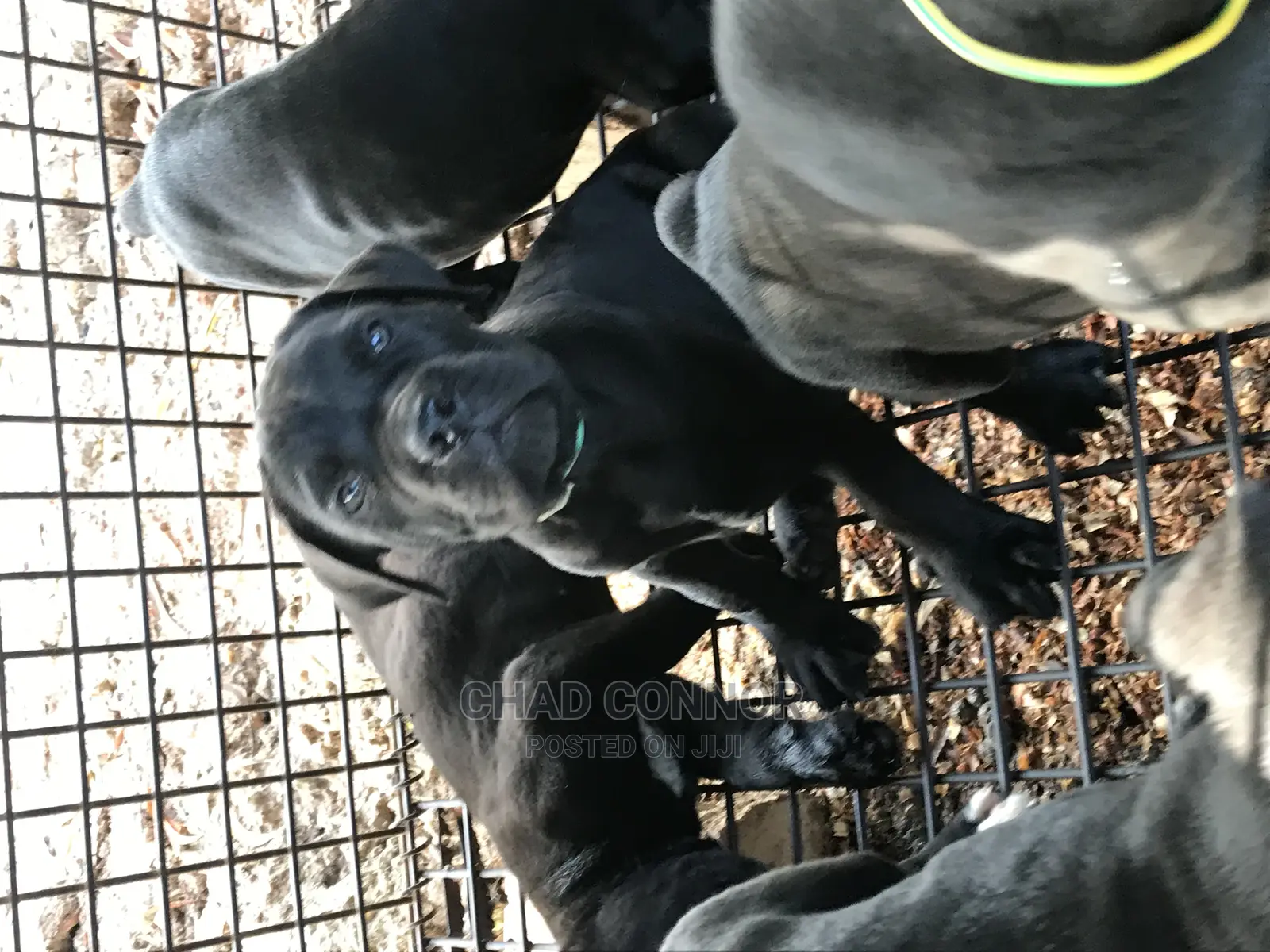 1-3 months Female Purebred Cane Corso