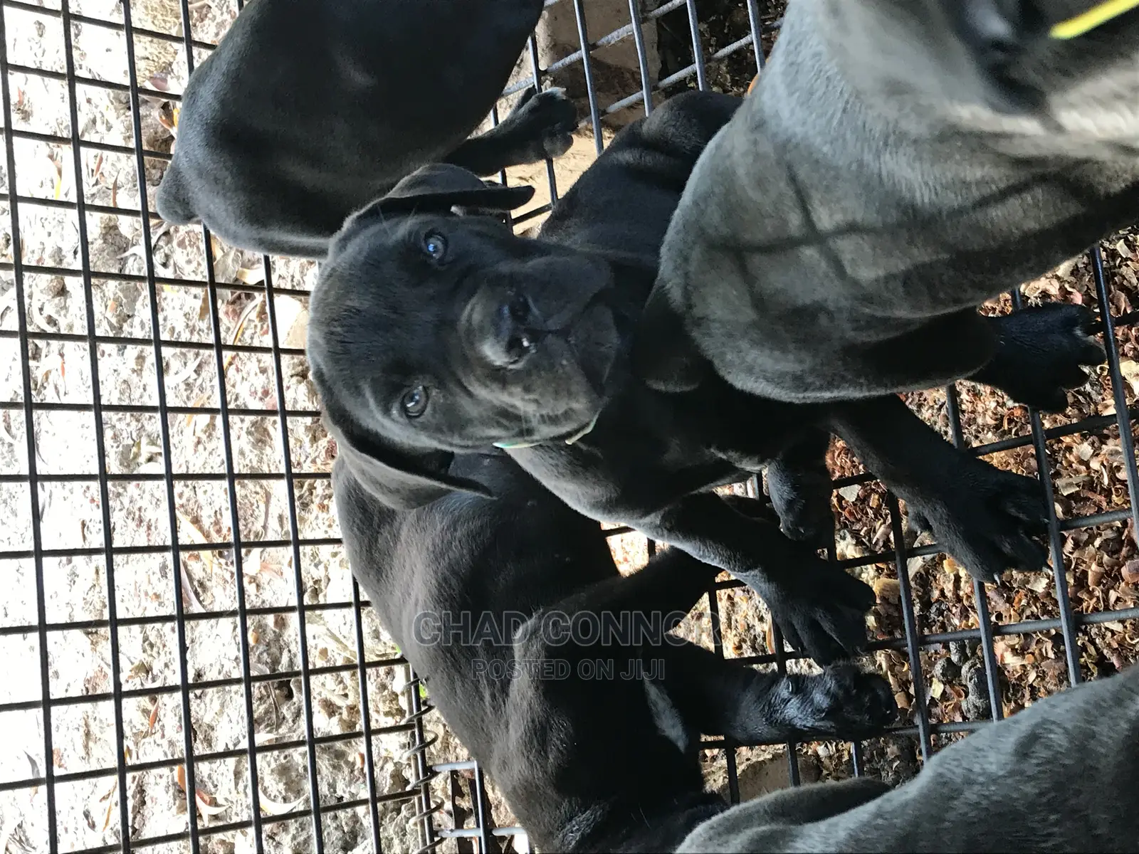 1-3 months Female Purebred Cane Corso