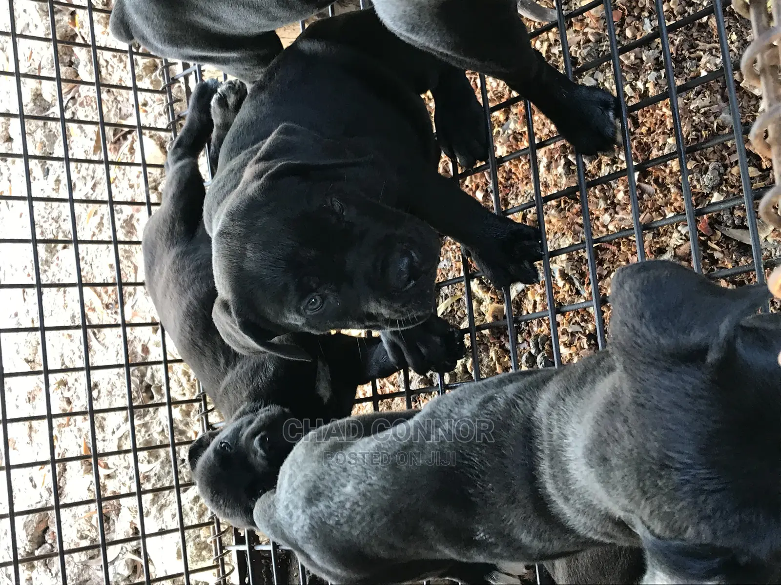 1-3 months Female Purebred Cane Corso