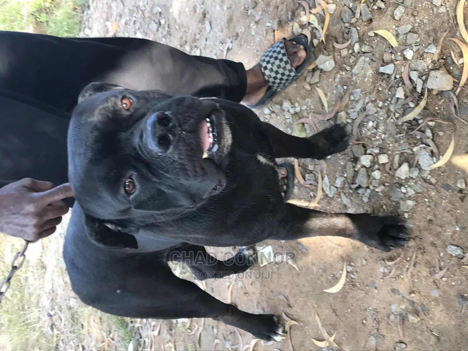1+ year Male Purebred Cane Corso