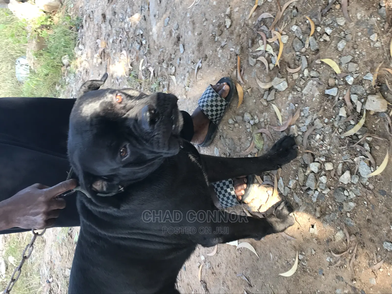 1+ year Male Purebred Cane Corso