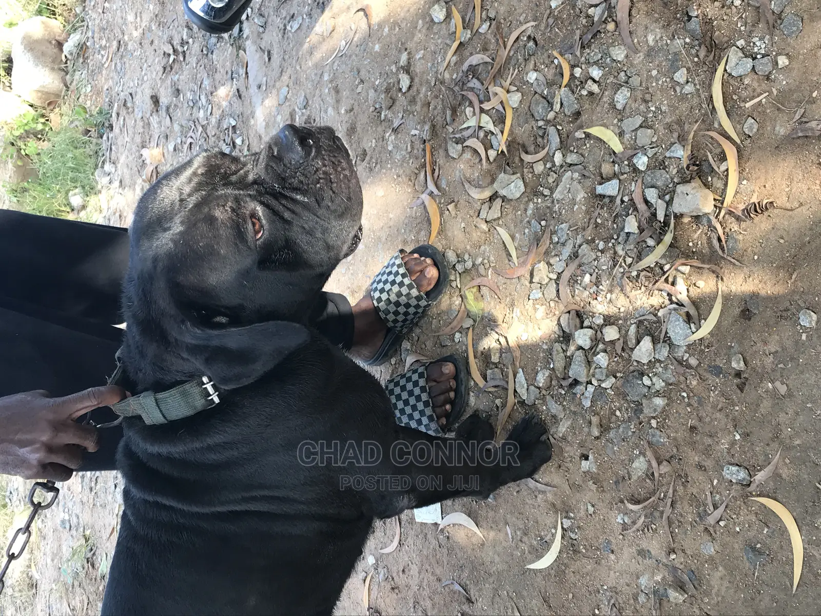 1+ year Male Purebred Cane Corso