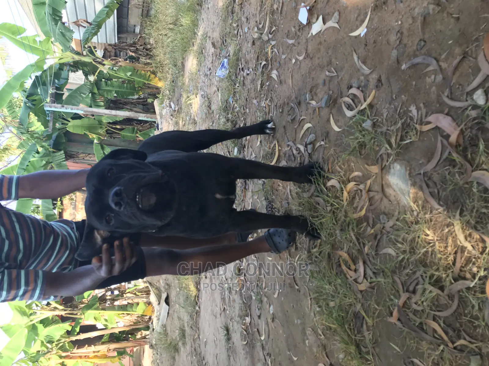 1+ year Male Purebred Cane Corso