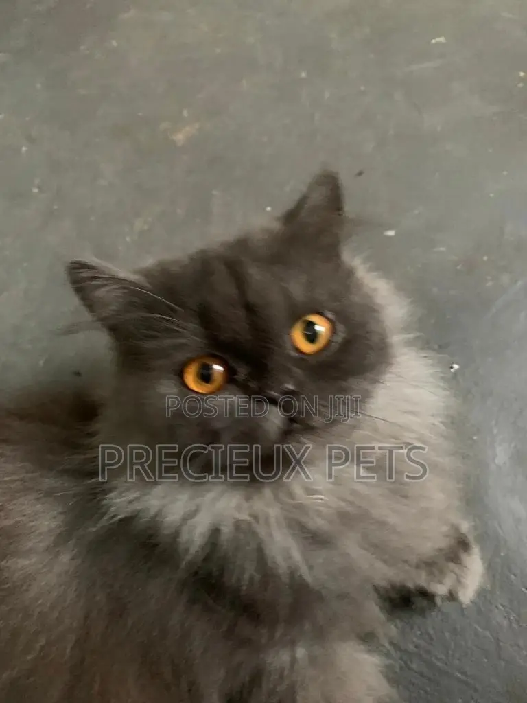 Persian Cats Mating/Crossing
