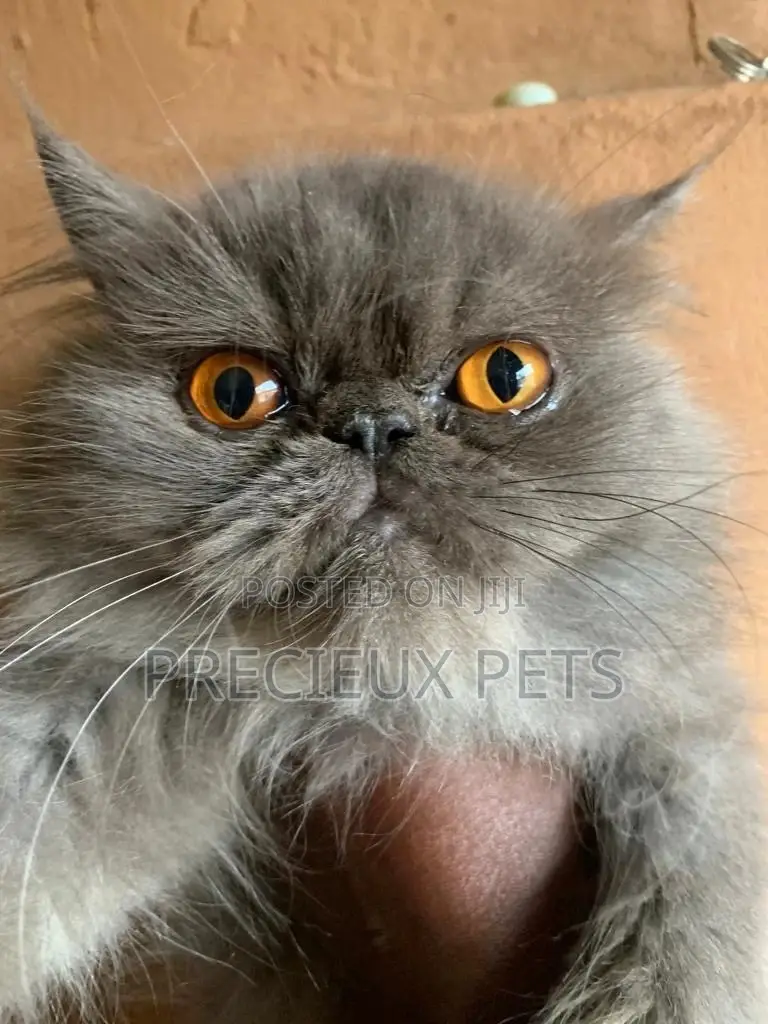 Persian Cats Mating/Crossing