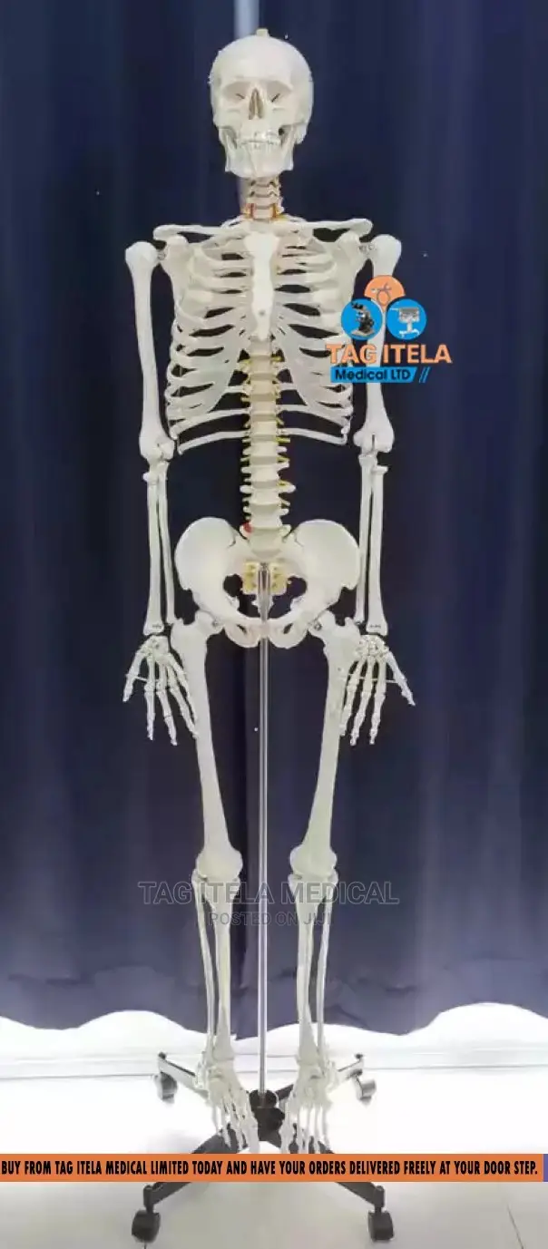 Skeleton Model (85cm)