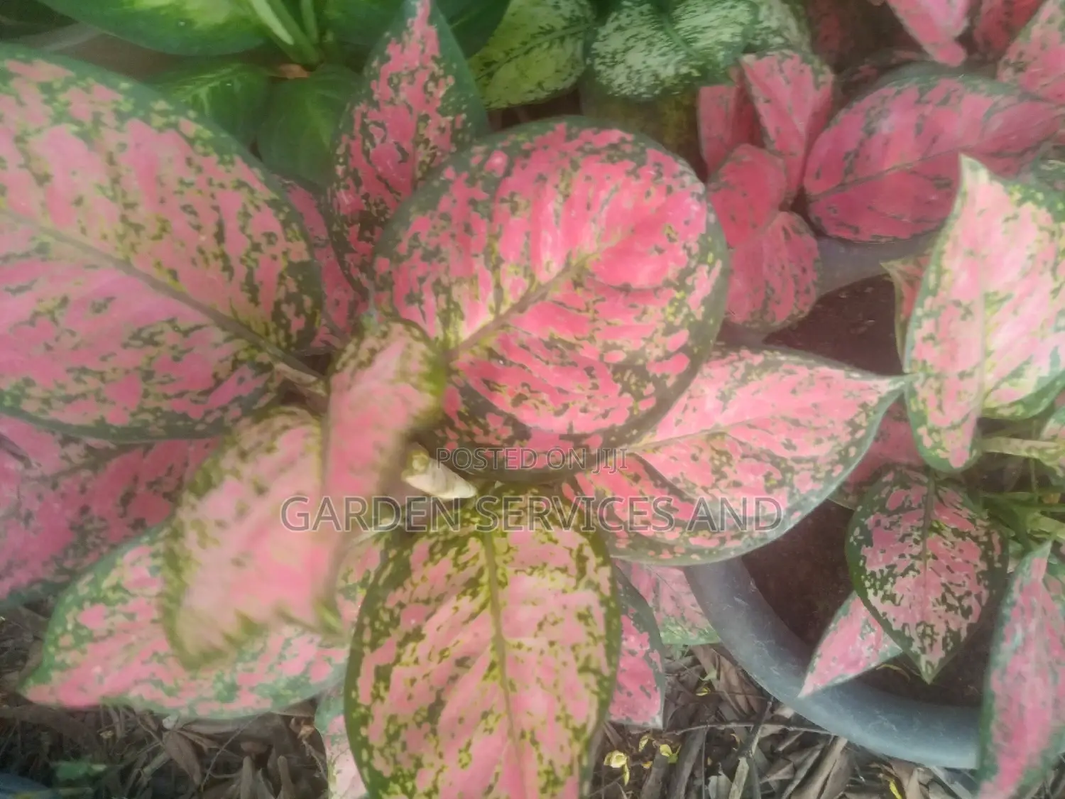 Aglaonema Family