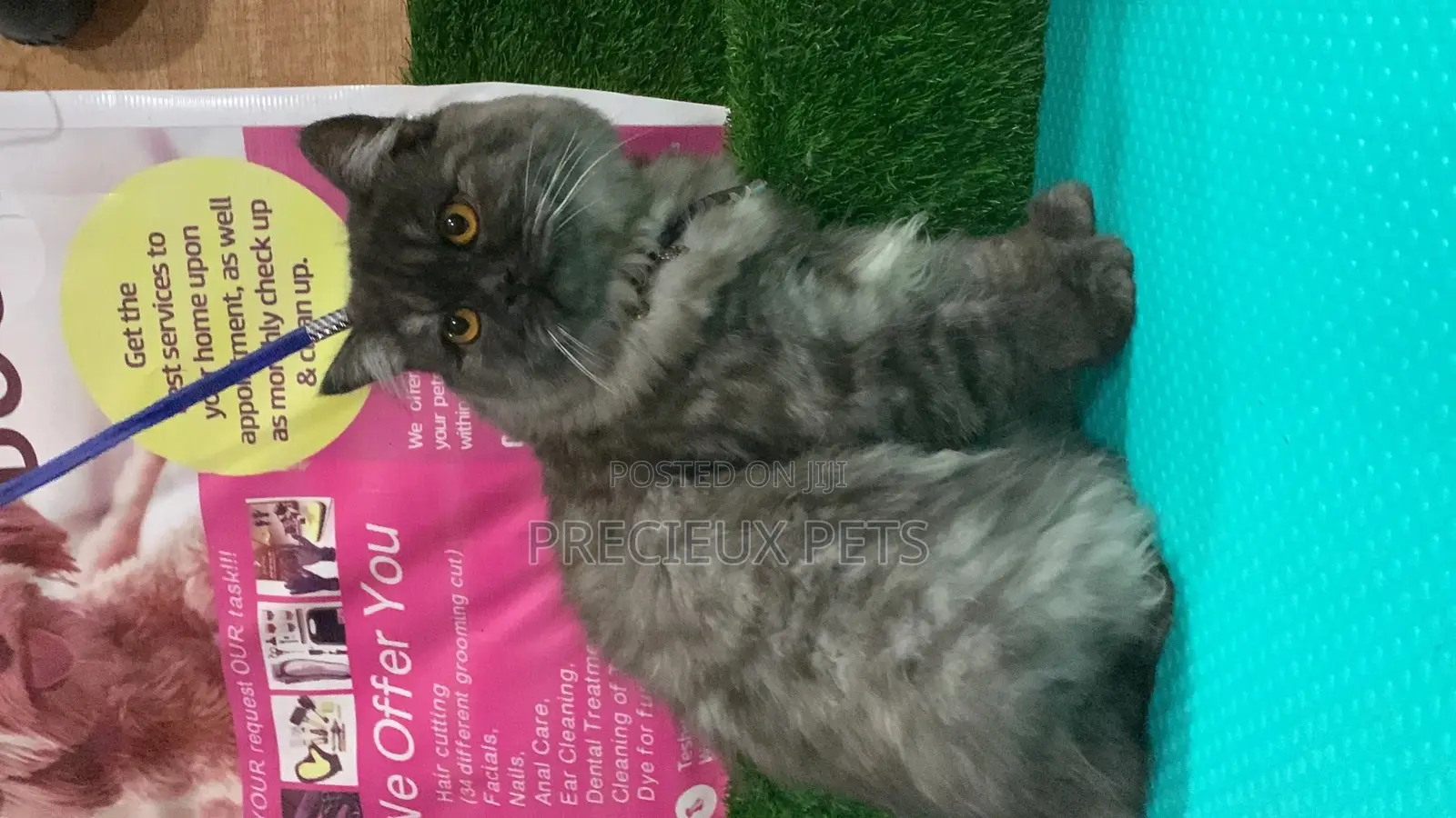 Persian Cats Mating/Crossing/ Stud Service ( Mr Greyhound)