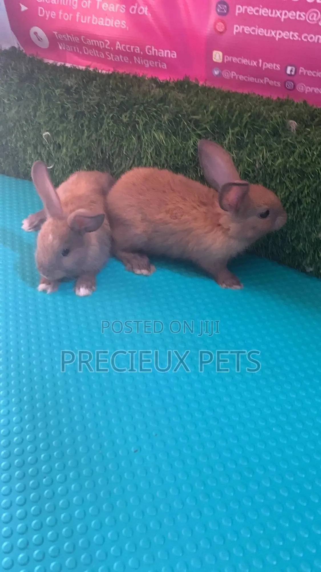 Baby Rabbits