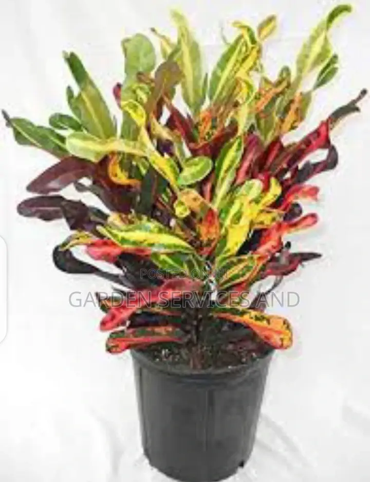 Twisted Croton