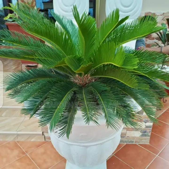 Sago Palm for Sale