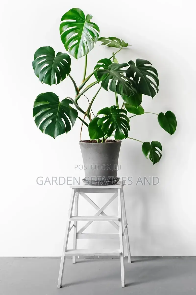 Monstera for Sale