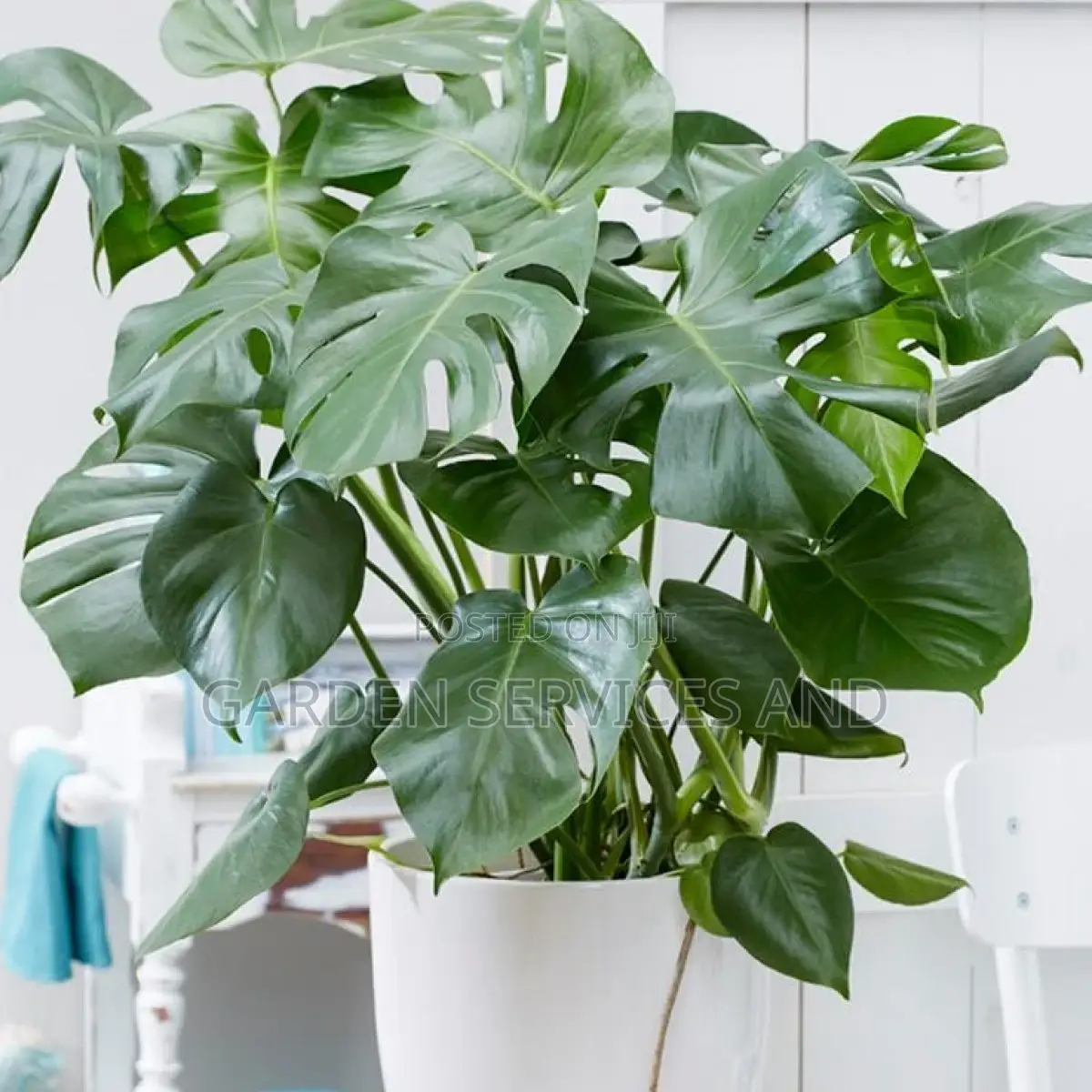 Monstera for Sale
