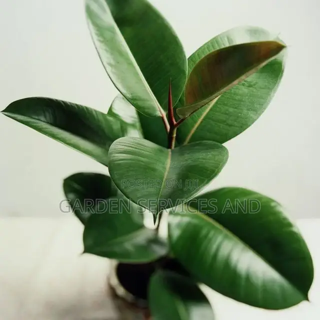 Rubber Plant for Sale