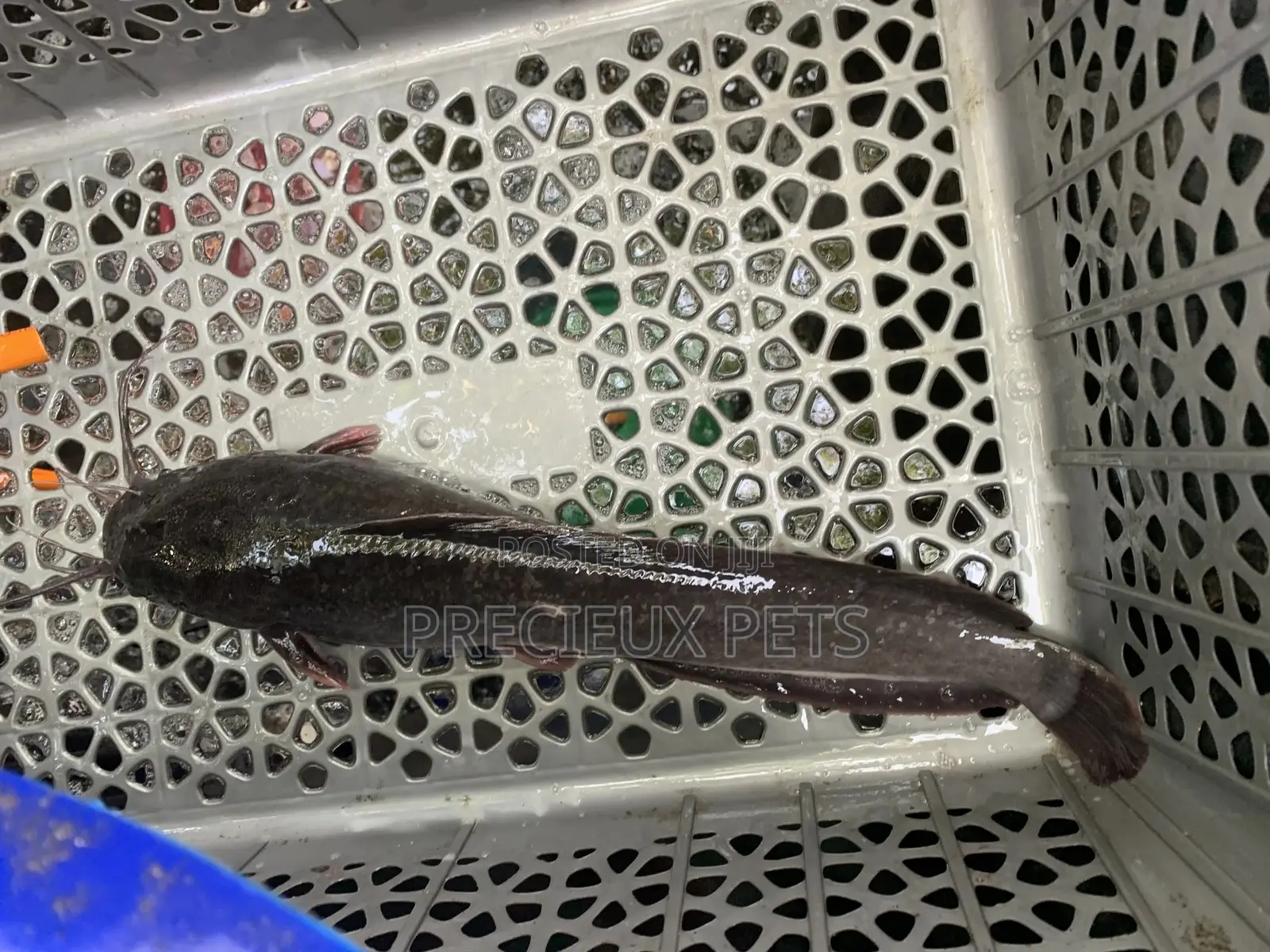 Fresh Water Catfish