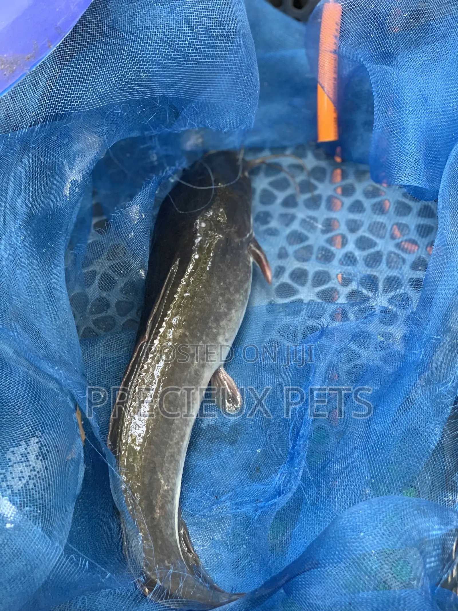 Fresh Water Catfish