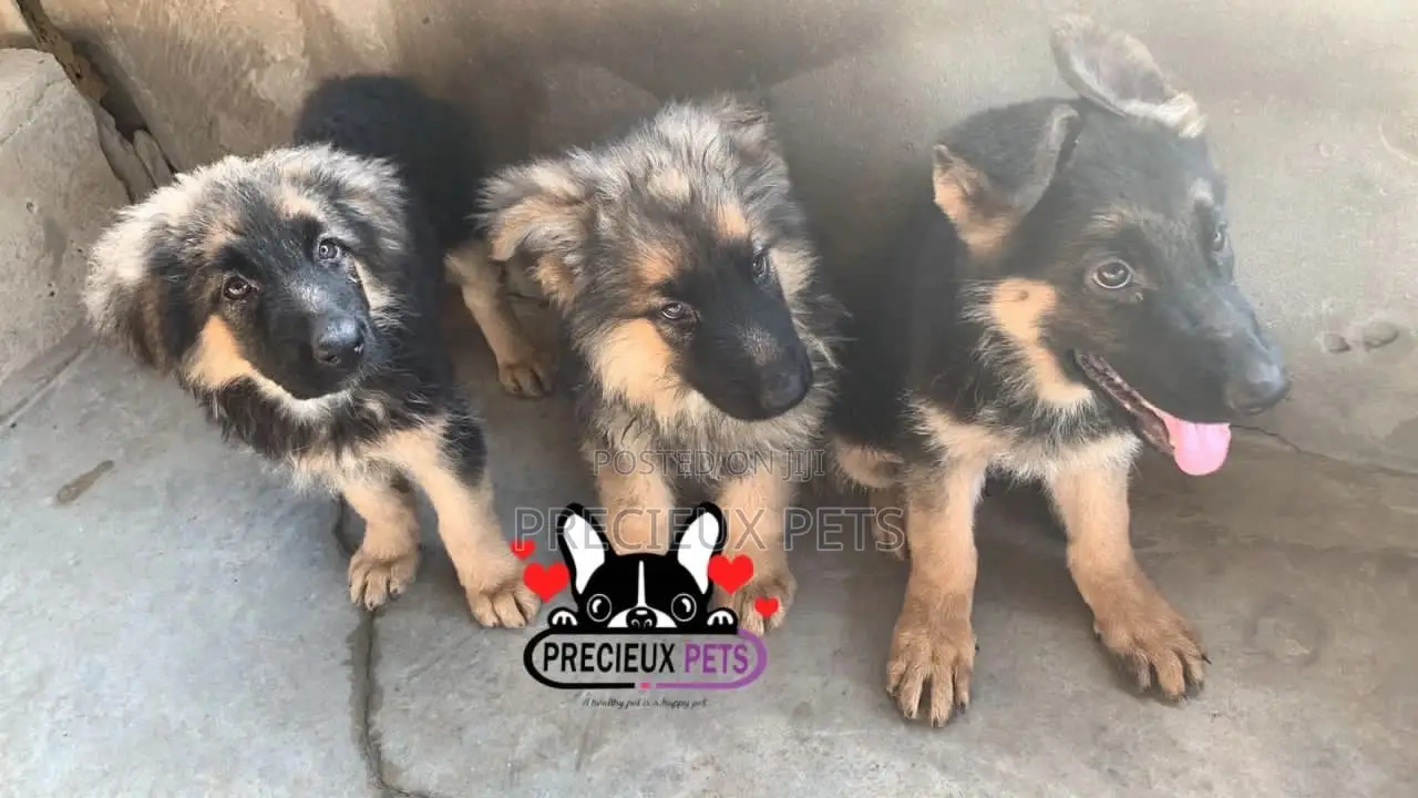 1-3 Months Female Purebred German Shepherd