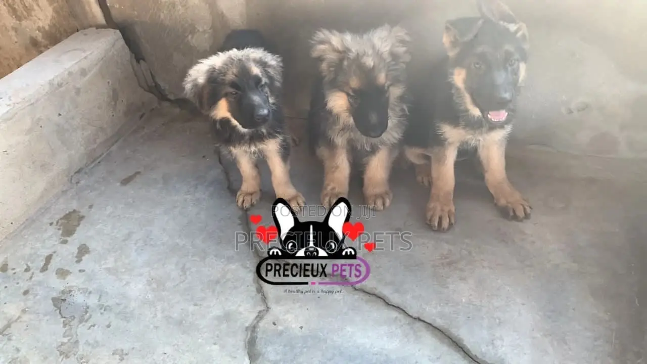 1-3 Months Female Purebred German Shepherd