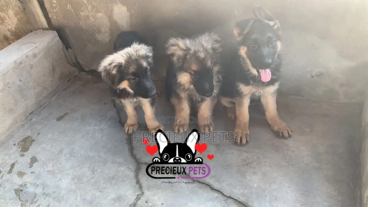 1-3 Months Female Purebred German Shepherd