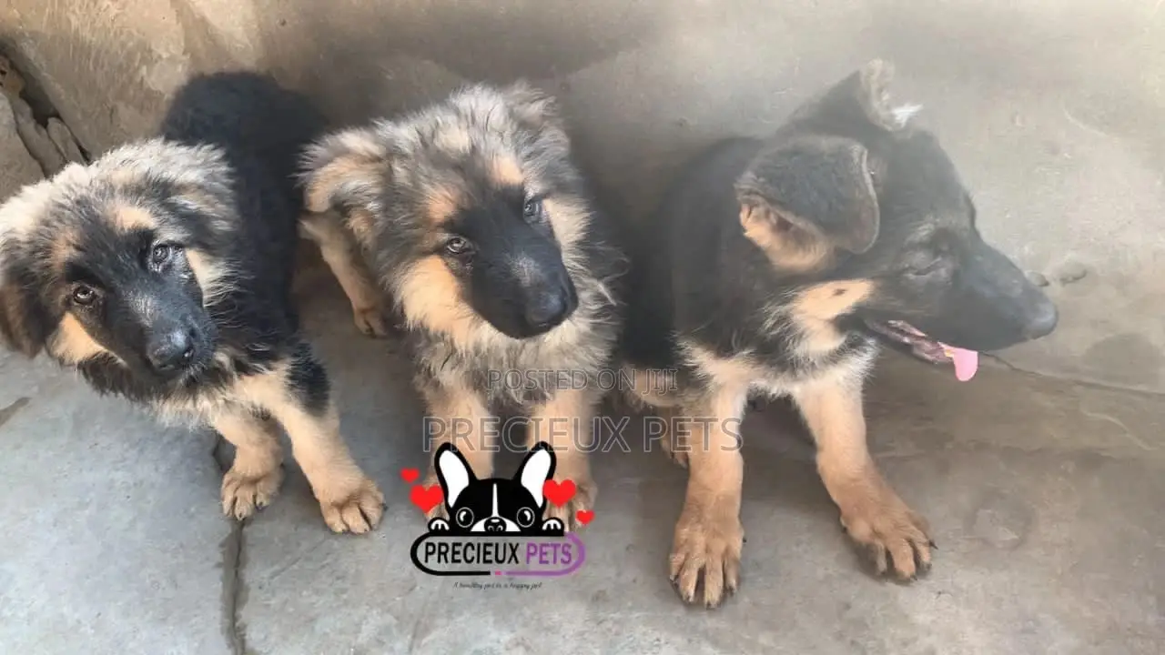 1-3 Months Female Purebred German Shepherd