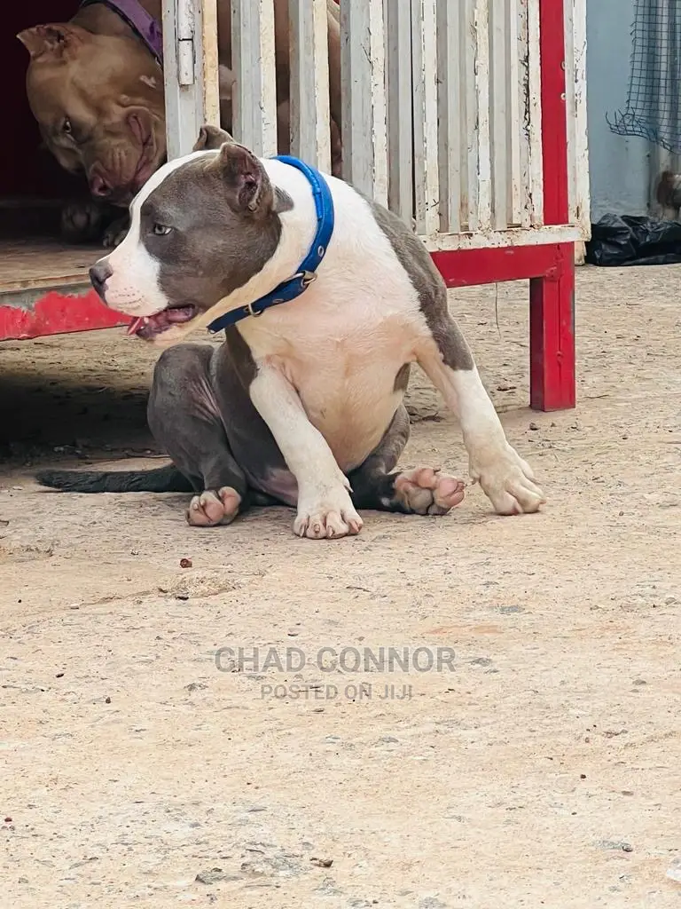 1-3 Months Male Purebred American Bully