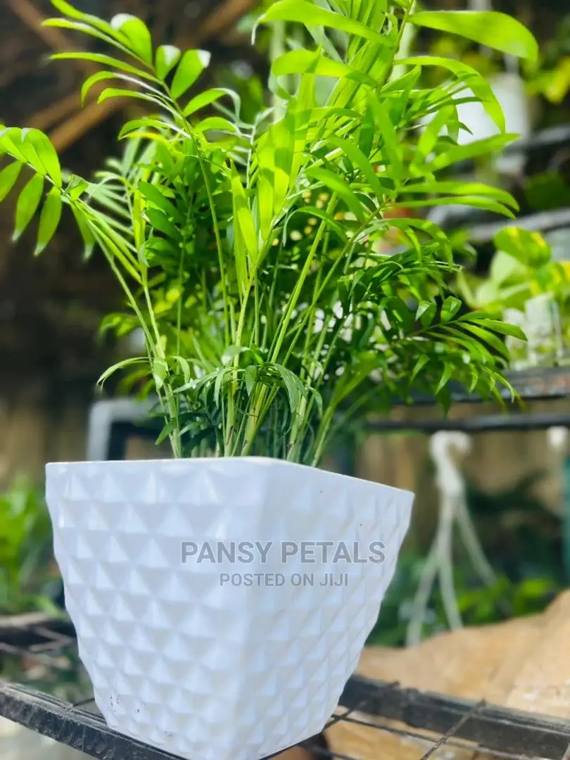 Palour Palm for Sale