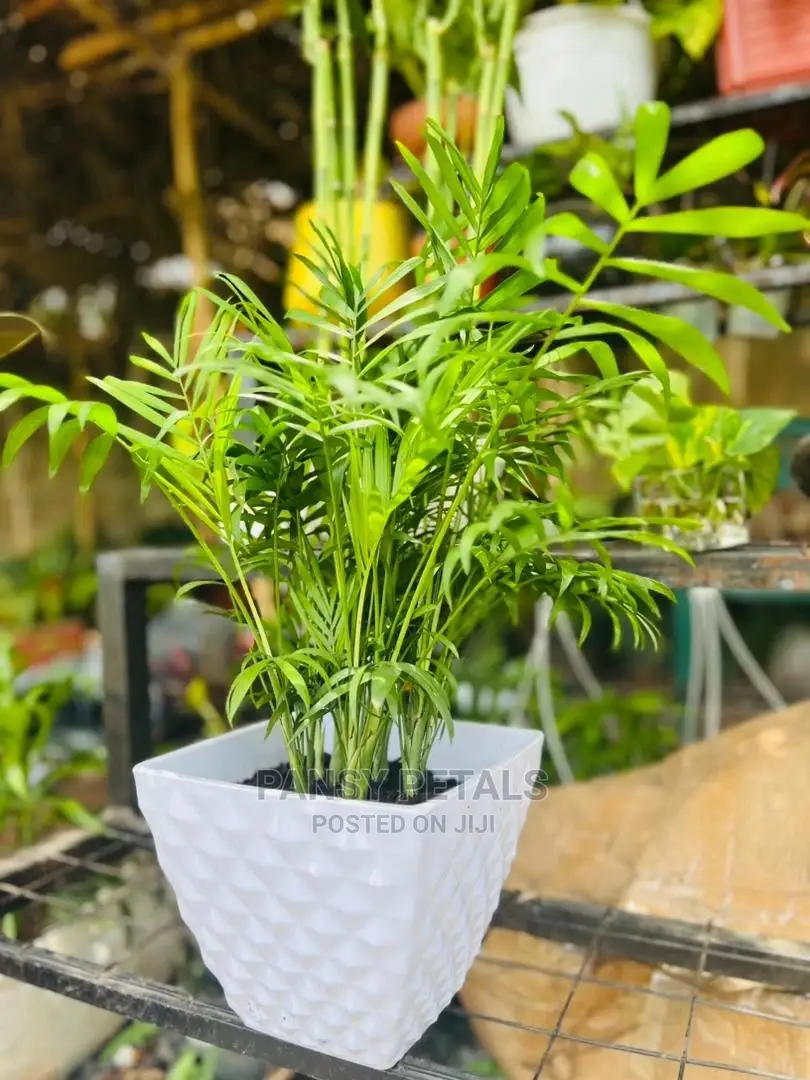 Palour Palm for Sale