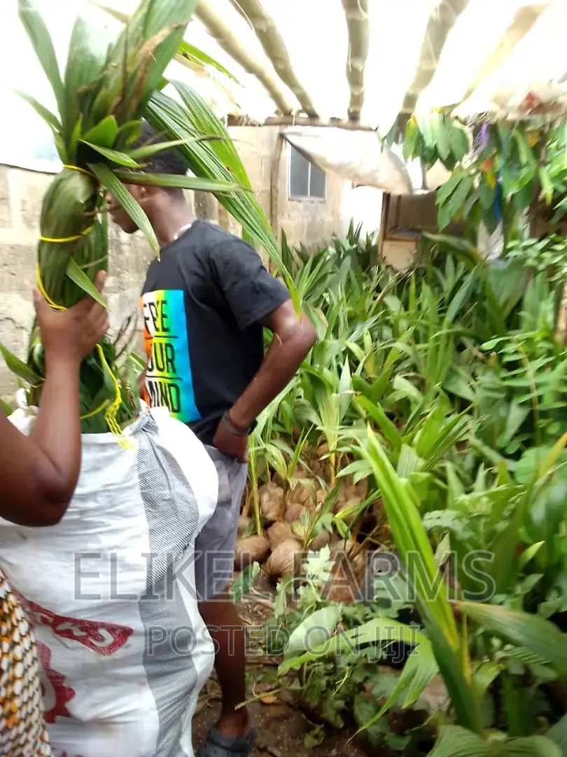 High Yielding Hybrid and Dwarf Coconut and Mango Seedlings