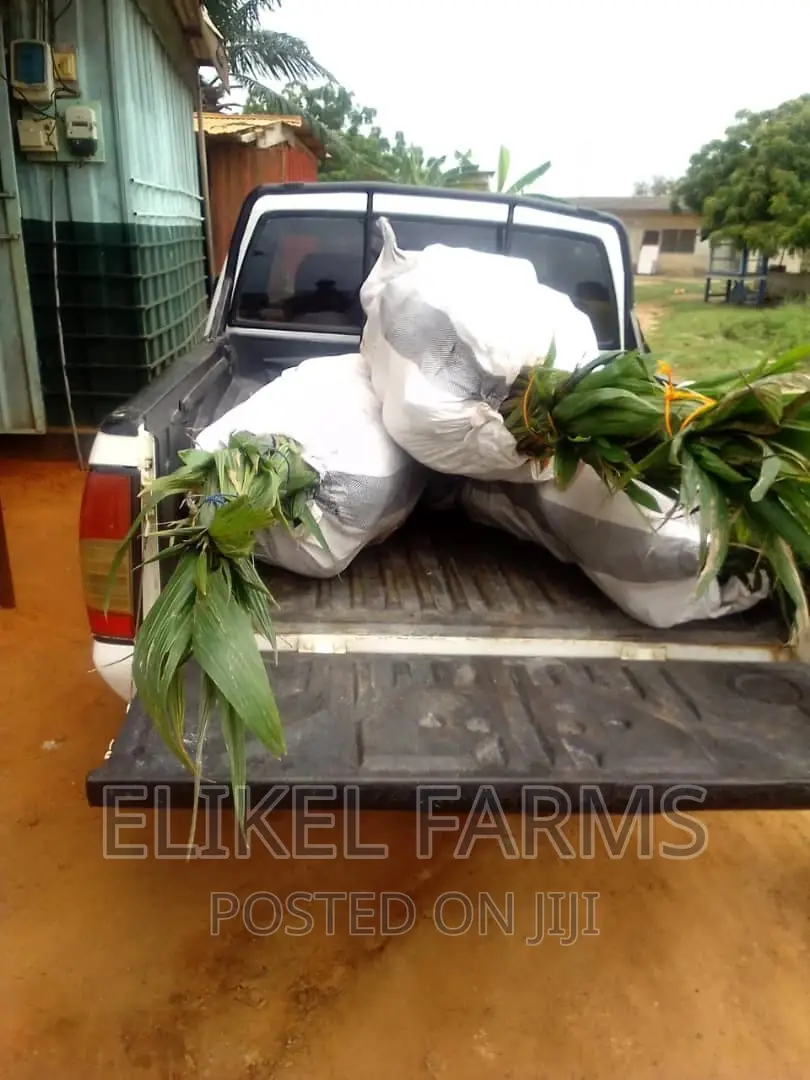 High Yielding Hybrid and Dwarf Coconut and Mango Seedlings