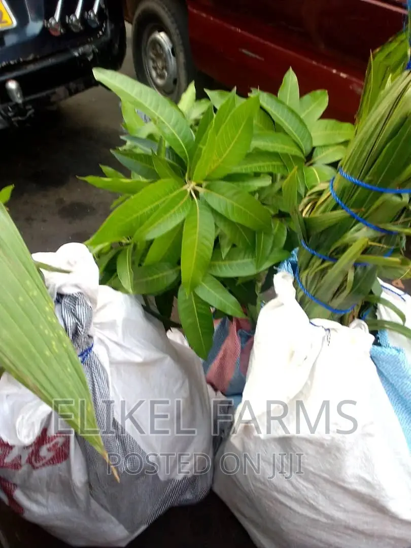 High Yielding Hybrid and Dwarf Coconut and Mango Seedlings