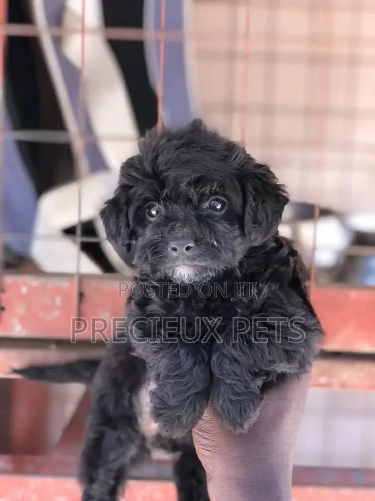 1-3 Months Female Purebred Poodle