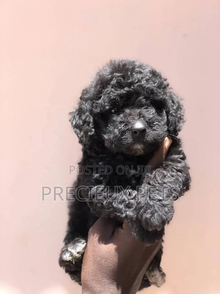 1-3 Months Female Purebred Poodle