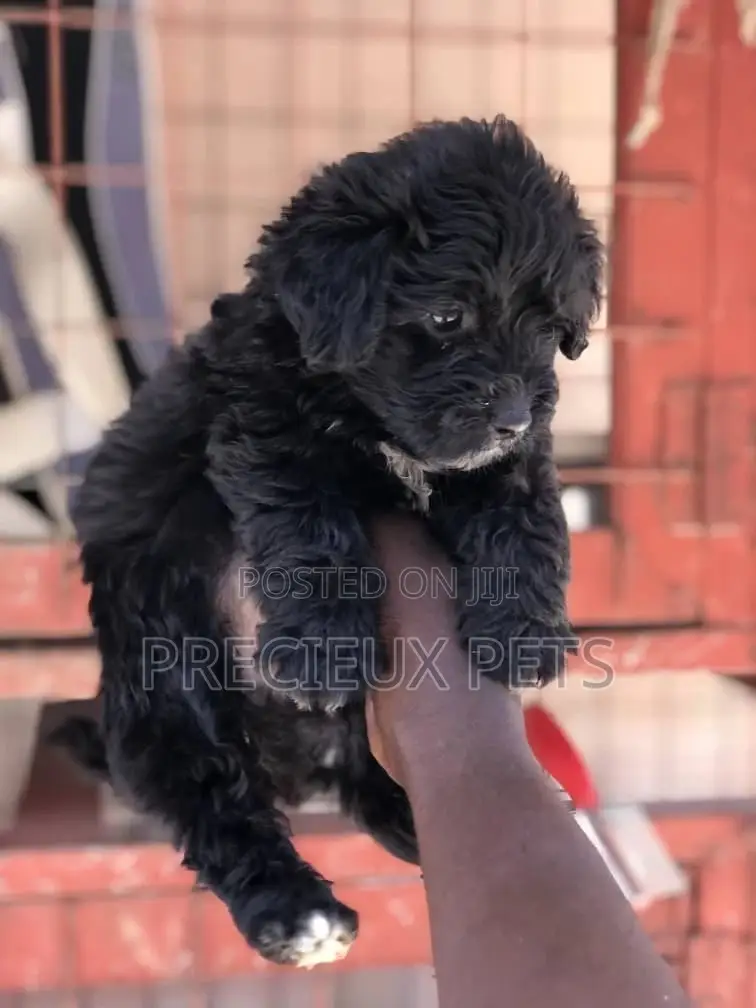 1-3 Months Female Purebred Poodle