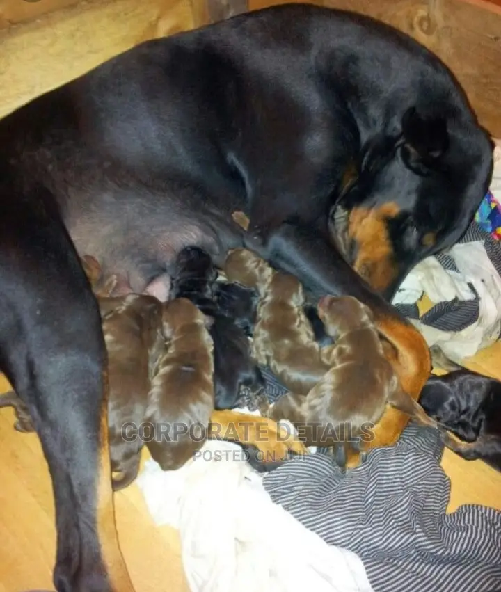 1-3 months Male Purebred Doberman Pinscher