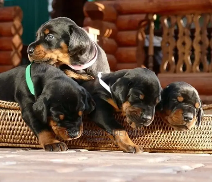 1-3 months Male Purebred Doberman Pinscher