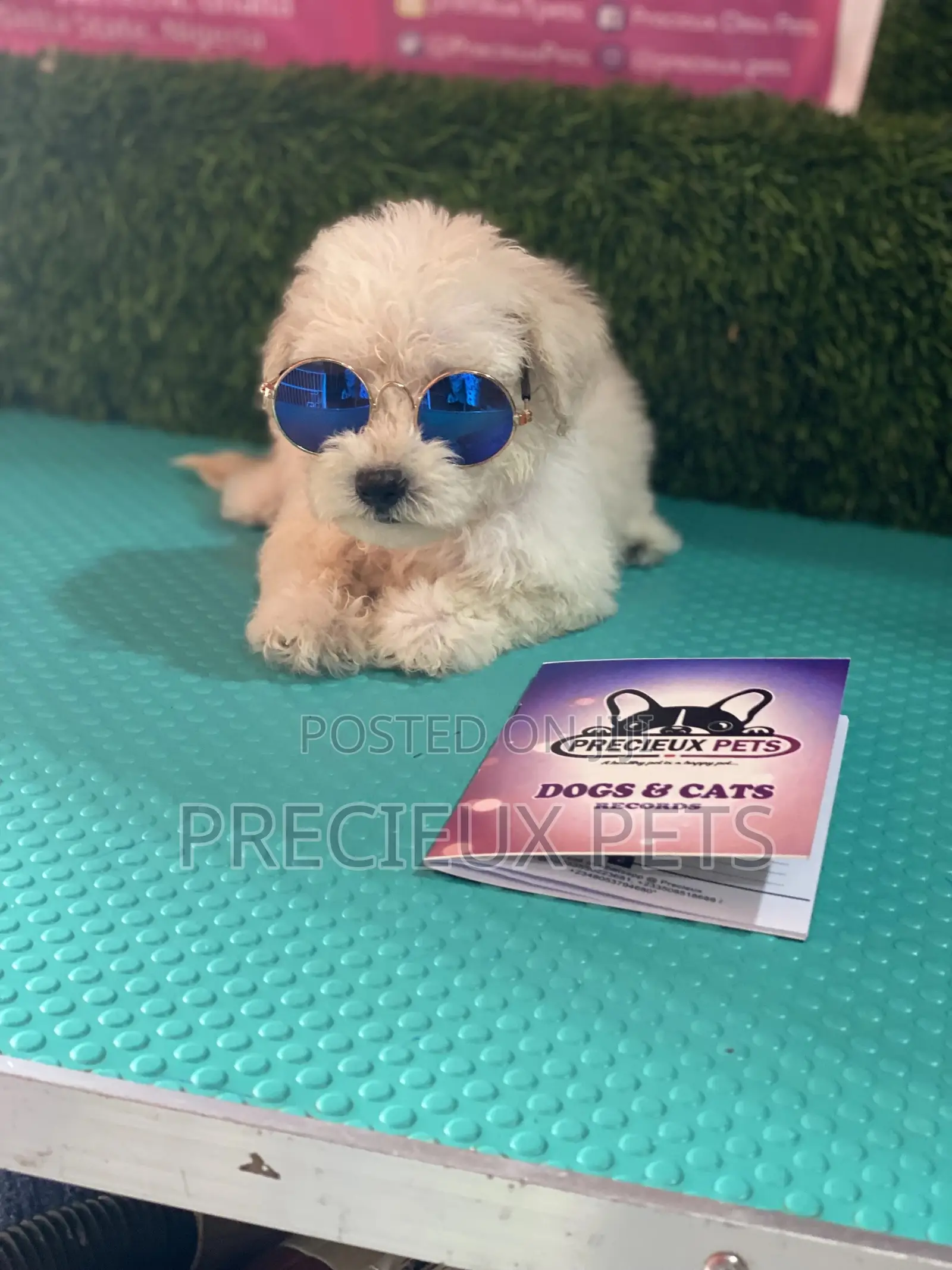 1-3 months Female Purebred Poodle