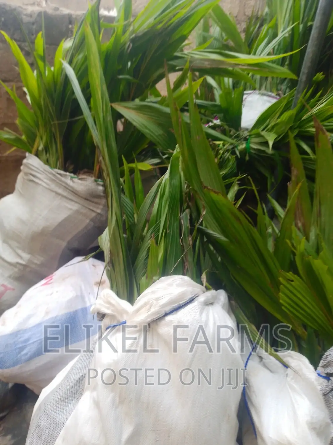 Hybrid and Dwarf Coconut and Other Fruit Seedlings